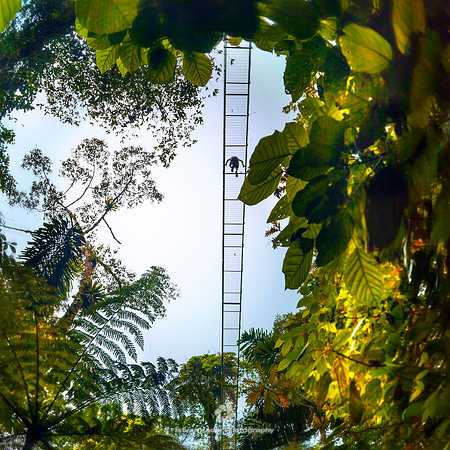 Rainforest Walk