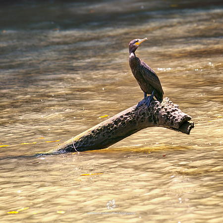 Neotropic Cormorant