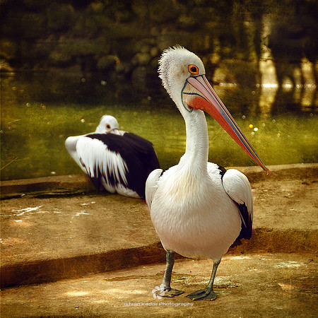 Australian Pelican