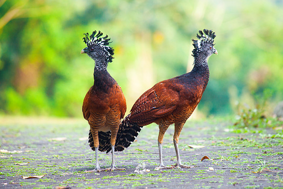 Great Curassows