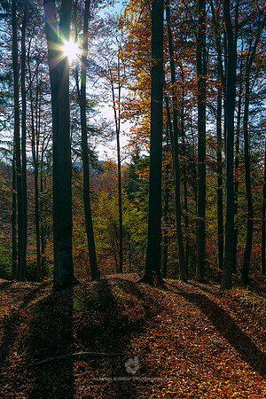 Autumnal Forest Lights