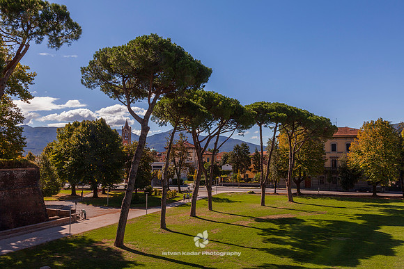 Parasol Pine Trees in Lucca