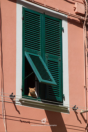 Cat at the Window