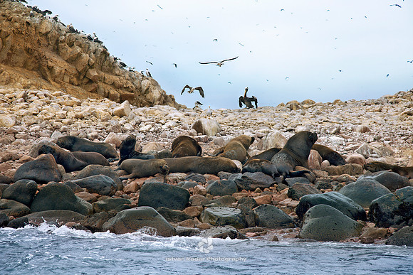 Sea Lions in Islas Ballestas
