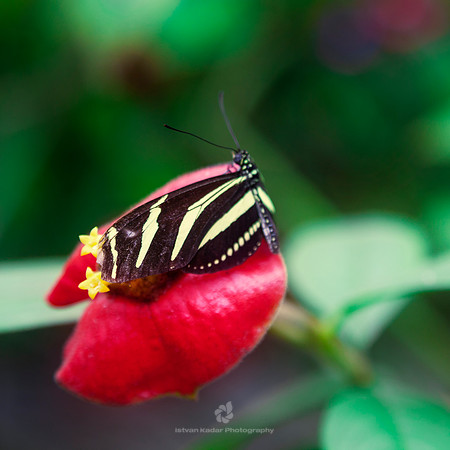 Zebra Longwing