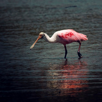 Roseate Spoonbill