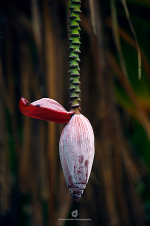 Banana Blossom