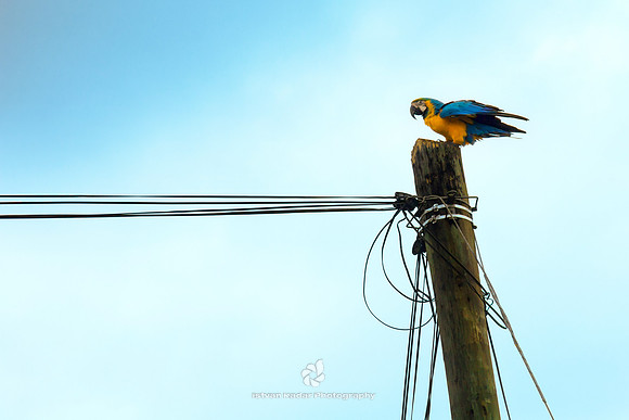 Blue & Yellow Macaw on a Power Pole
