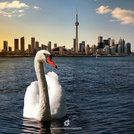 Swan in the City - 2010