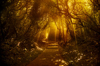Cloud Forest Cathedral