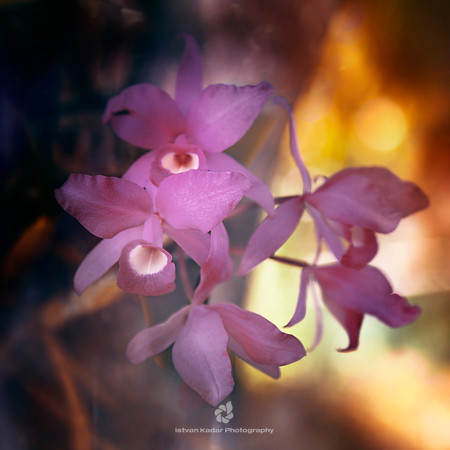 Orchids in the Costa Rican Rain-forests