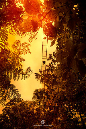 Above the Rainforest