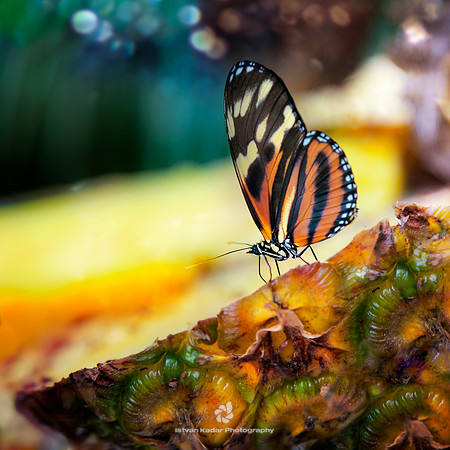 Isabella Tiger Butterfly