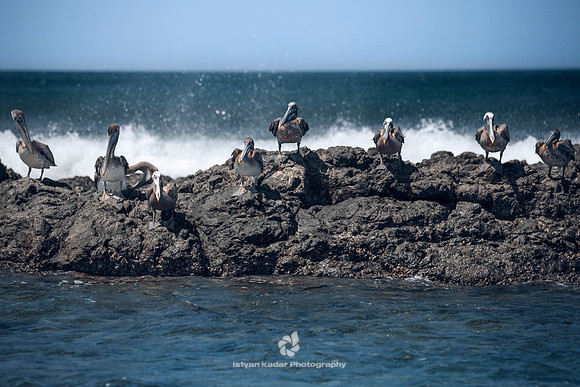 Brown Pelicans