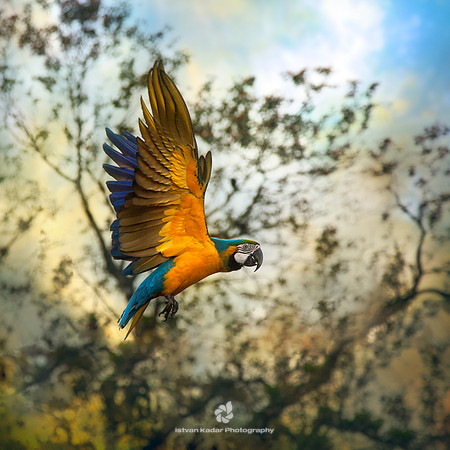 Blue & Yellow Macaw