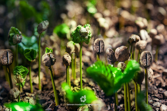 Coffee Shoots