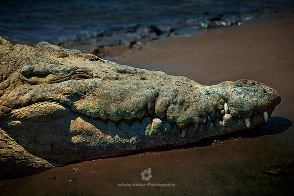 American Crocodile