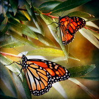 Monarchs