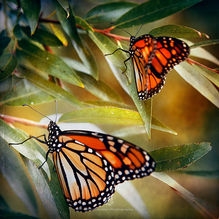 Monarchs