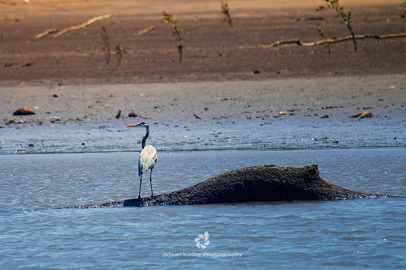 Great Blue Heron
