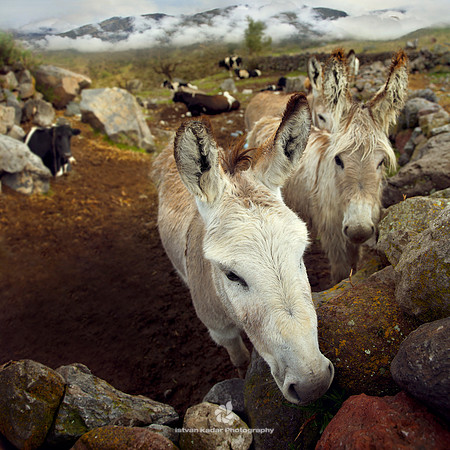 Donkeys in the highlands of the Andes.