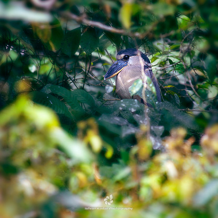 Boat-billed Heron
