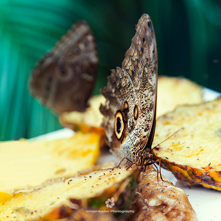 Owl Butterfly