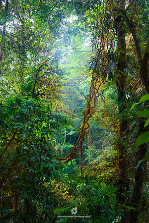 Swing Through the Jungle