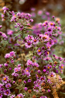 Asters