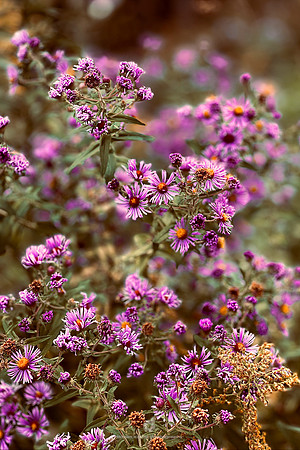 Asters