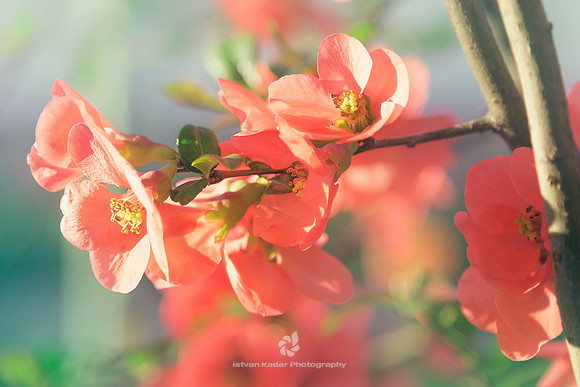 Chaenomeles Japonica