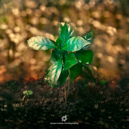 Coffee Plantation