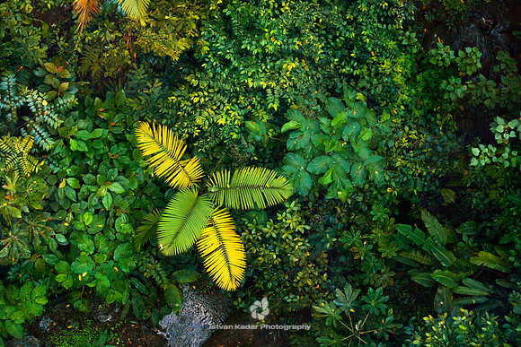Rainforest Canopy