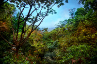 Forests of Eden