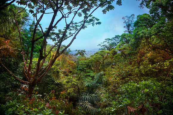 Forests of Eden