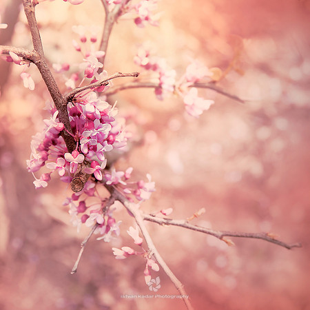 Pink Spring