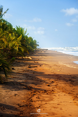 Turtle Nesting Beaches