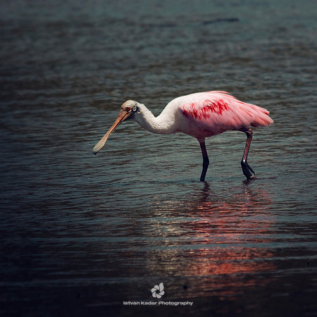 Roseate Spoonbill
