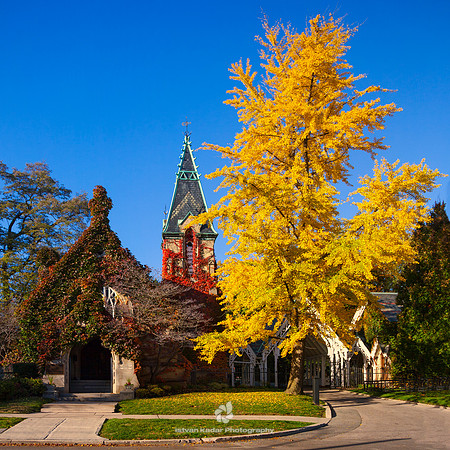 Yellow Ginkgo Tree