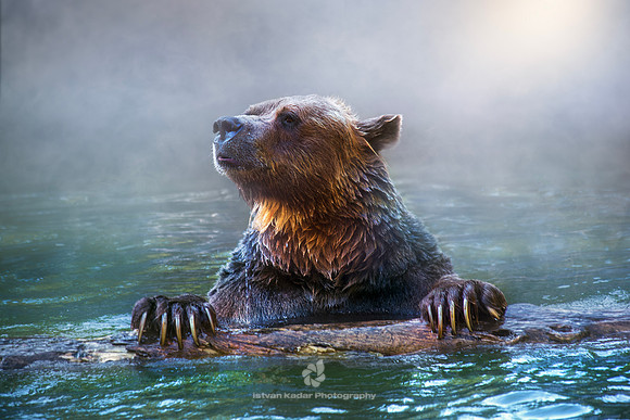 Grizzly Bear