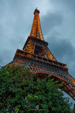 Eiffel Tower with Tree