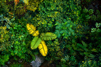 Rainforest Canopy