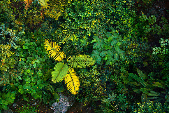 Rainforest Canopy