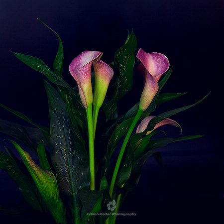 Glory of Callas