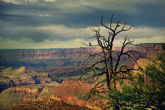 Raven's Tree