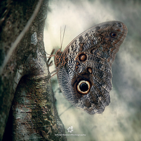 Owl Butterfly