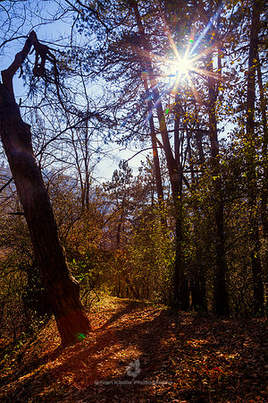 Magical Sunlight in the Forest
