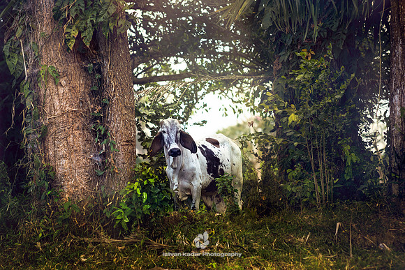 Cow of the Wild