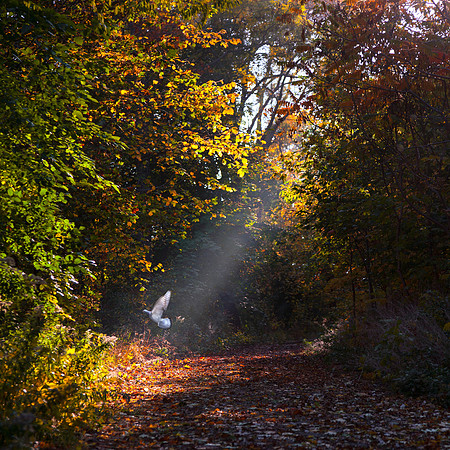 Ray of Light