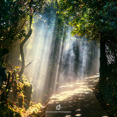 Escallonia Cloud Forest Trail